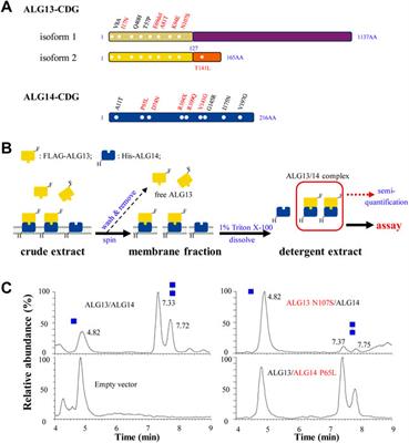 An in vitro assay for enzymatic studies on human ALG13/14 heterodimeric UDP-N-acetylglucosamine transferase